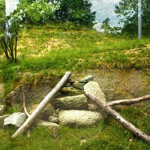 Jun. 2017 - Legends Of The Wild - Andean Condor Exhibit