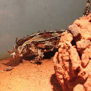 Moloch horridus