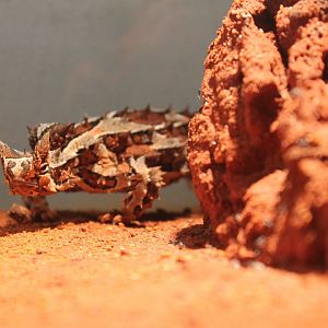 Moloch horridus