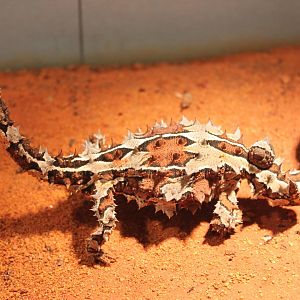 Moloch horridus