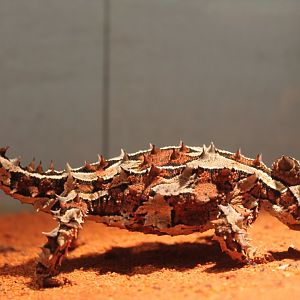 Moloch horridus