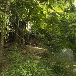 Jun. 2017 - Tiger Valley - White Stork Exhibit