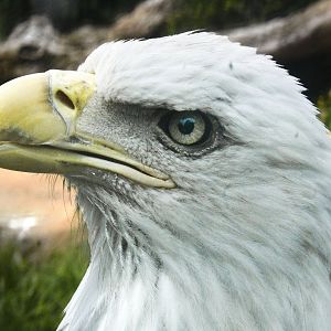 Jun. 2017 - Grizzly Ridge - Bald Eagle