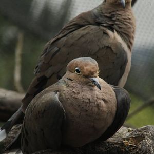 Jun. 2017 - Grizzly Ridge - Mourning Doves