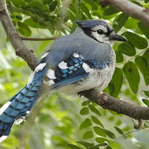 Jun. 2017 - Grizzly Ridge - Blue Jay