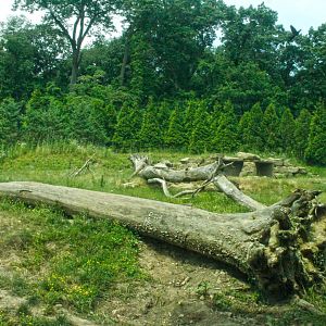 Jun. 2017 - Grizzly Ridge - Grizzly Bear Exhibit - First View
