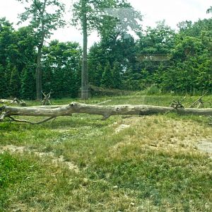 Jun. 2017 - Grizzly Ridge - Grizzly Bear Exhibit - Second View