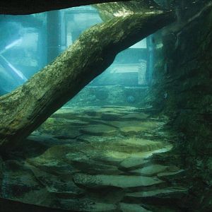 Jun. 2017 - Grizzly Ridge - River Otter Exhibit - First View