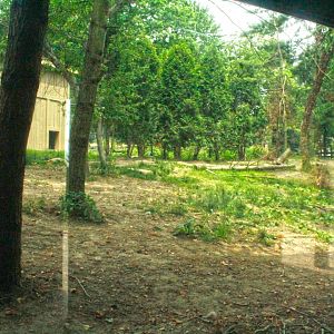 Jun. 2017 - Grizzly Ridge - Coyote Exhibit