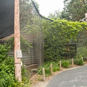 Jun. 2017 - Grizzly Ridge - Snow Owl + Burrowing Owl Aviary