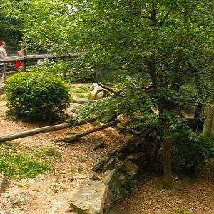 Jun. 2017 - Tiger Valley - Red Panda Exhibit