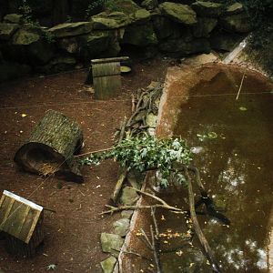 Jun. 2017 - Tiger Valley - Smew + Blue-winged Teal Exhibit