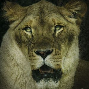 Jun. 2017 - Tiger Valley - Lion - Mandisa