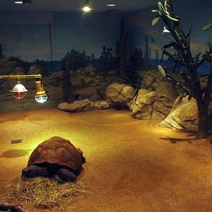 Jun. 2017 - Komodo Kingdom - Indoor Galapagos Tortoise Exhibit