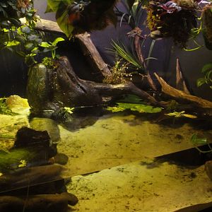 Jun. 2017 - Komodo Kingdom - Curious Creatures - Mata Mata Exhibit