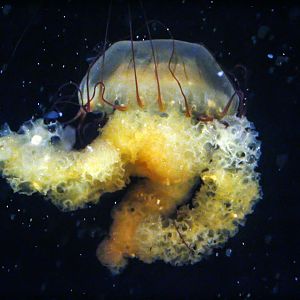 Jun. 2017 - Komodo Kingdom - Curious Creatures - S. American Sea Nettle Exhibit