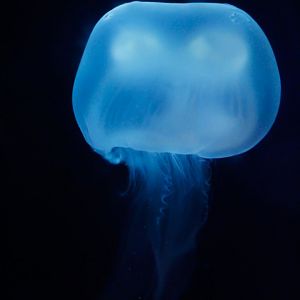 Jun. 2017 - Komodo Kingdom - Curious Creatures - Moon Jelly