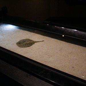 Jun. 2017 - Komodo Kingdom - Curious Creatures - Three Species Tank