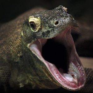 Jun. 2017 - Komodo Kingdom - Padar