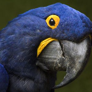 Jun. 2017 - Legends Of The Wild - Hyacinth Macaw