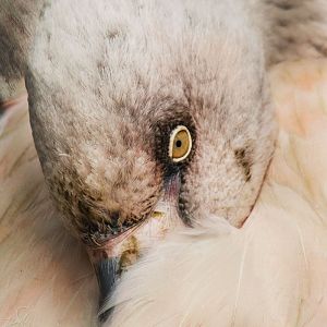 Jun. 2017 - Legends Of The Wild - Chilean Flamingo