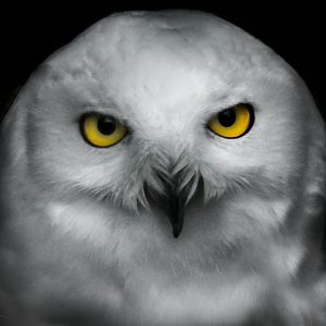 Jun. 2017 - Grizzly Ridge - Snow Owl