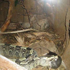 Randers Regnskov - Gaboon viper exhibit