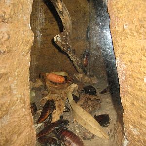 Randers Regnskov - Cockroach exhibit