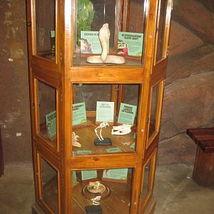 Randers Regnskov - Venomous snake exhibition