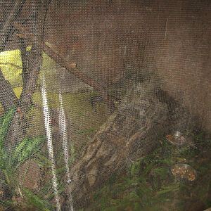 Randers Regnskov - Mixed reptile exhibit