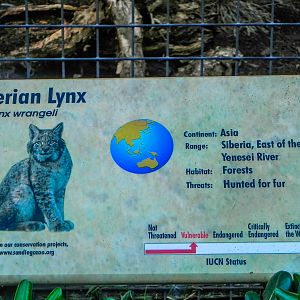 Big Cat Trail 11/13/2013