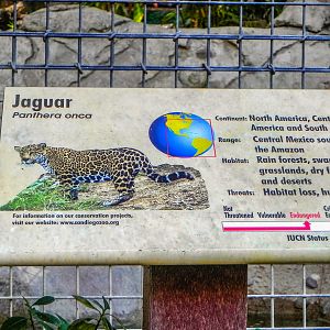 Big Cat Trail 11/13/2013