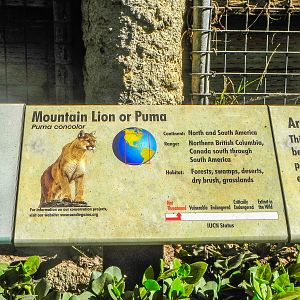 Big Cat Trail 11/13/2013