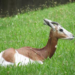 Mhorr gazelle