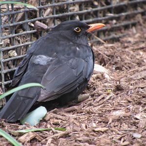 Common blackbird