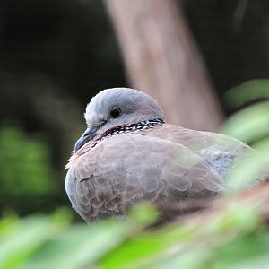 Spotted dove