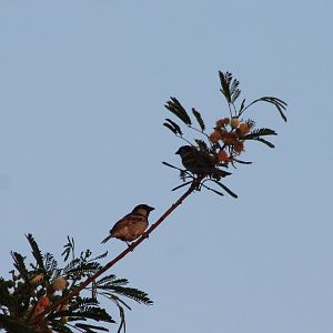 House sparrows