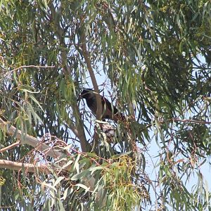Hooded crow at the nest