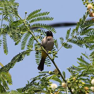 White-spectacled bulbul