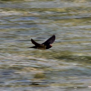 Barn swallow