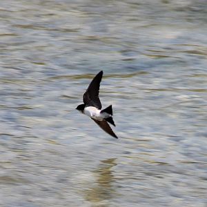 House martin