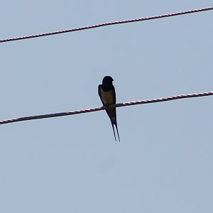 Barn swallow