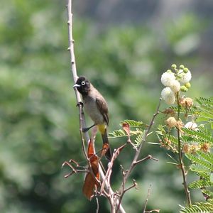 Common bulbul