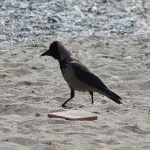 Hooded crow