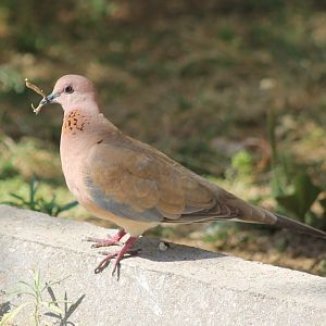 Laughing dove