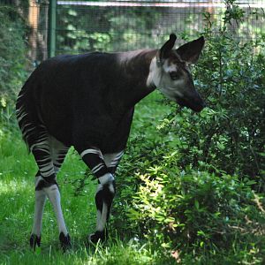 Okapi (Okapia johnstoni)