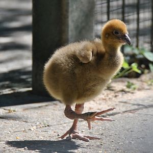 Crested screamer (juvenile)