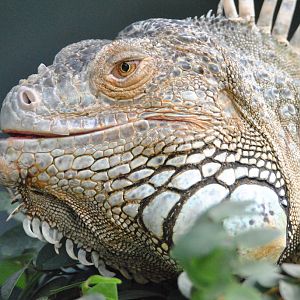 Green iguana