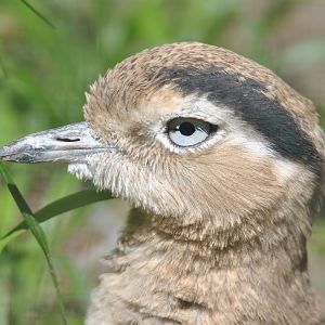 Peruvian thick-knee