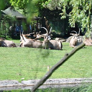Roan antelopes